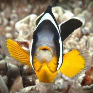AQUARIUM DE LA REUNION