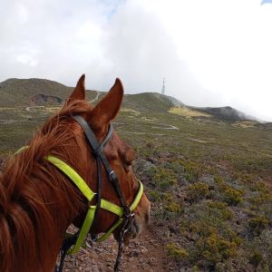 CENTRE EQUESTRE ALTIMERENS