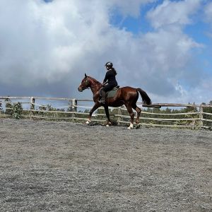 CENTRE EQUESTRE ALTIMERENS