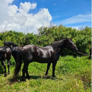 FERME EQUESTRE DU GRAND ETANG