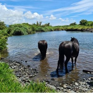 FERME EQUESTRE DU GRAND ETANG