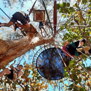 LES ARTS DES ARBRES